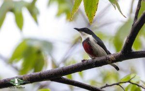 The Philippines birding tours