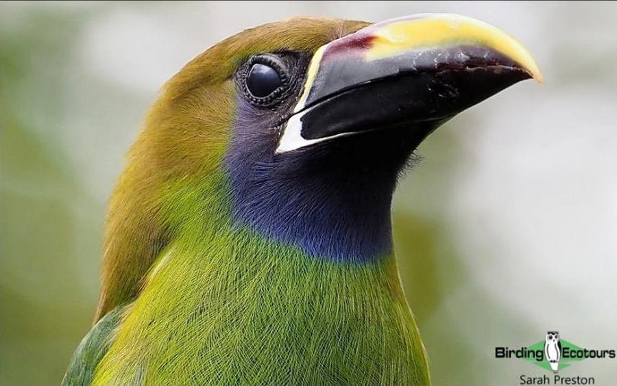 costa rica birding day tours