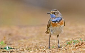 Azerbaijan birding tours