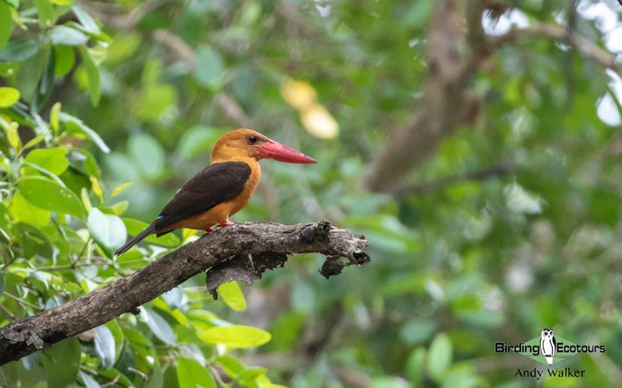 Southern Thailand Trip Report