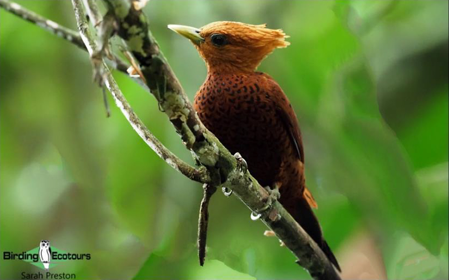 birding tours costa rica