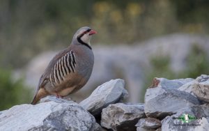 Georgia birding tours