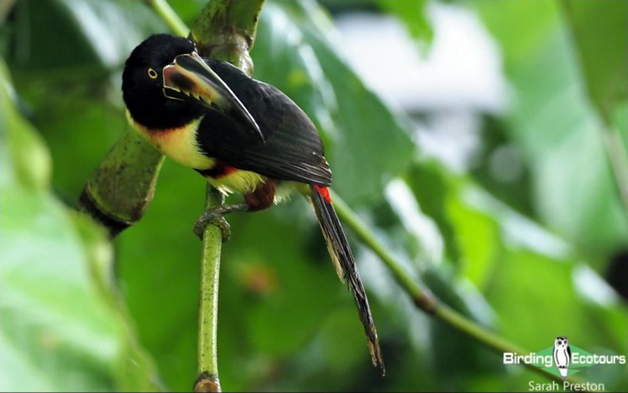 costa rica birding day tours