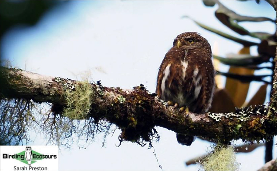 birding tours costa rica