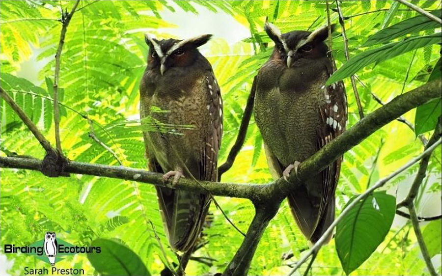 birding tours costa rica