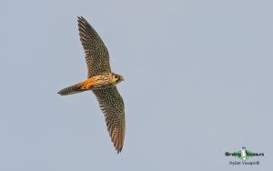 Poland birding tours