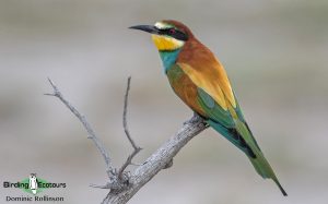 Portugal birding tours