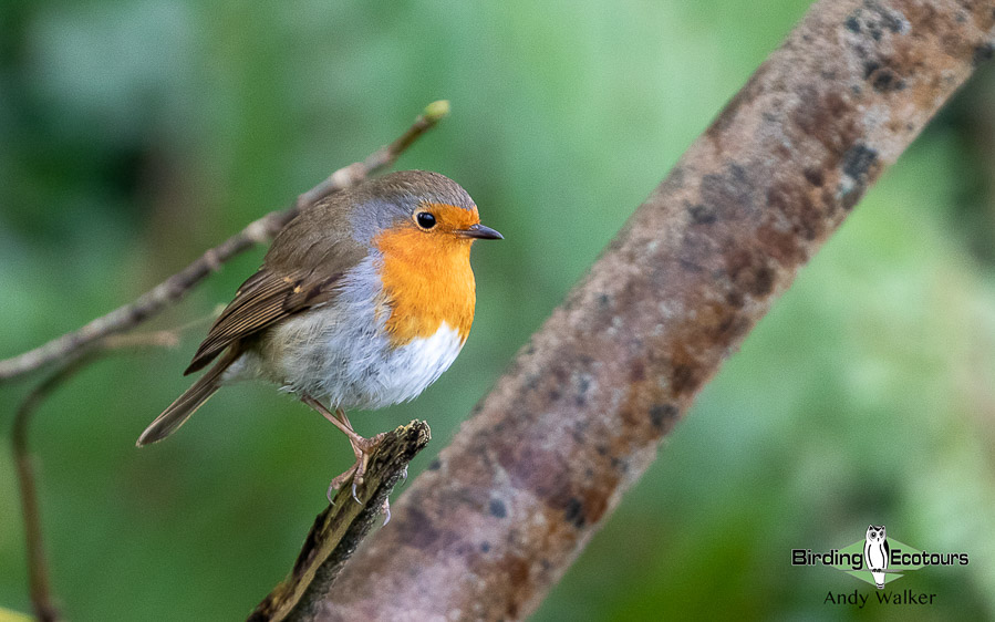 Robins In England United Kingdom Birding Tours - Birding Ecotours