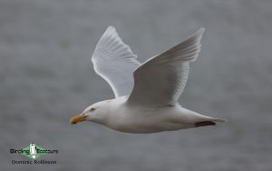 Finland birding tours