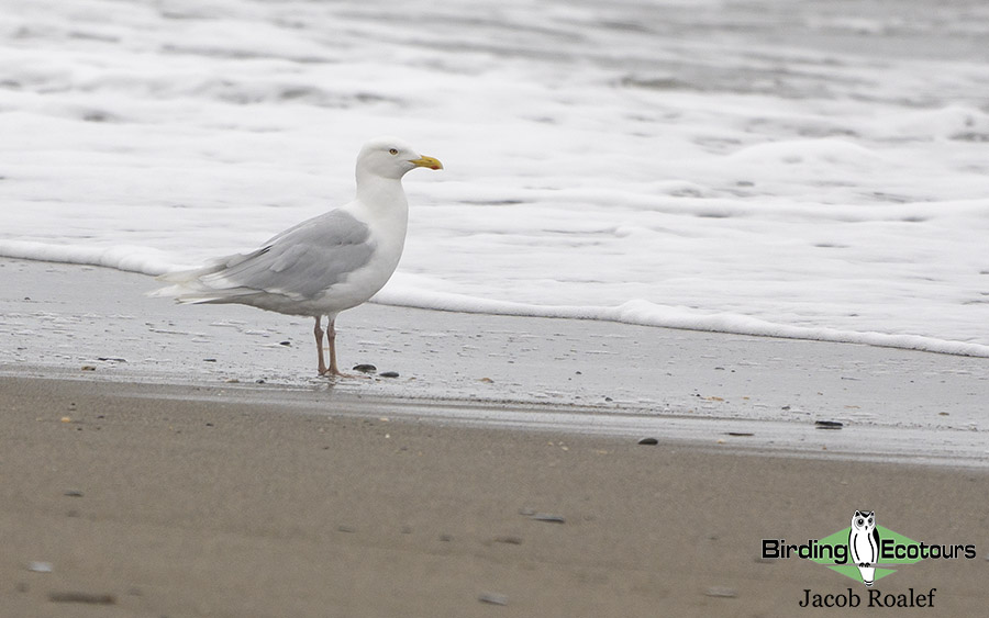 United Kingdom birding tours