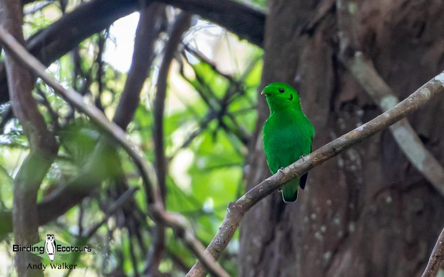 Southern Thailand Trip Report