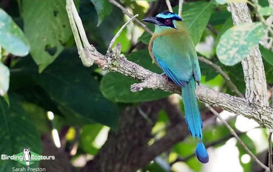 birding tours costa rica