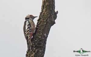 Greece birding tours