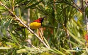 Vietnam birding tours