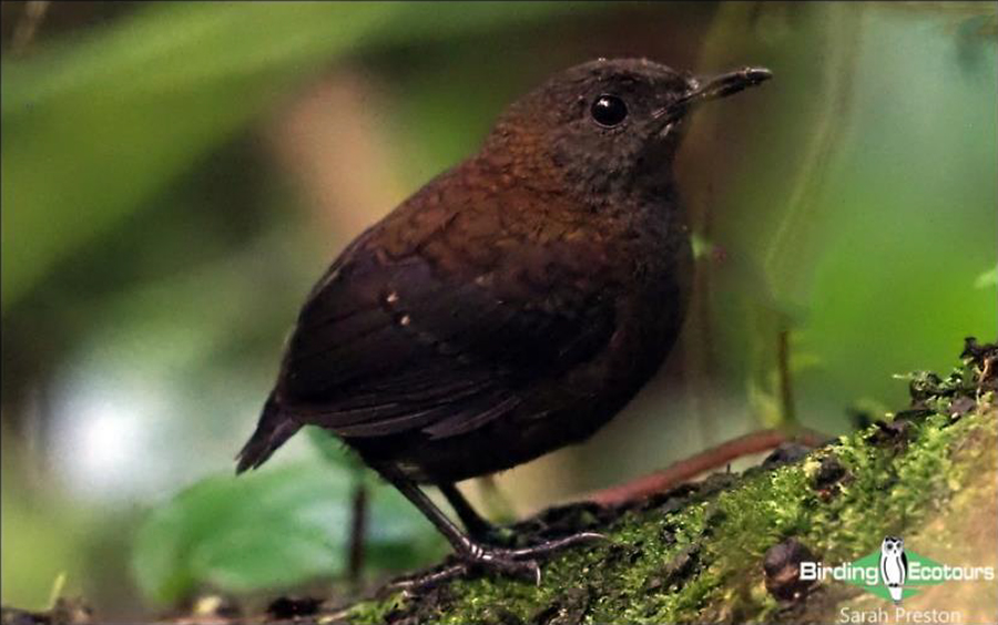 birding tours costa rica