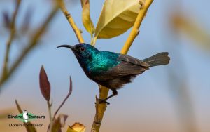 Israel birding tours