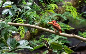 The Philippines birding tours