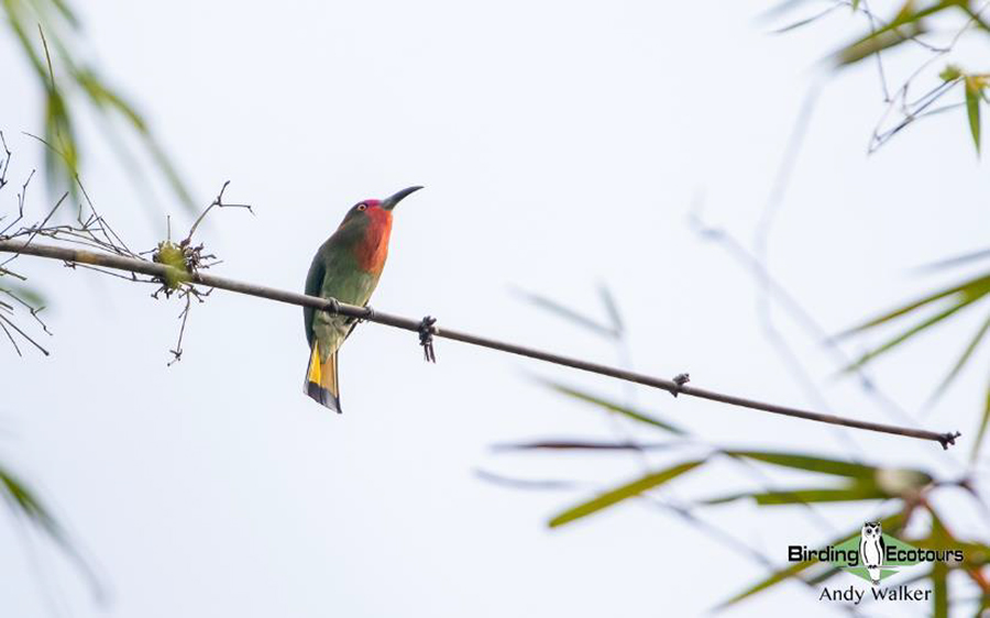 Southern Thailand Trip Report