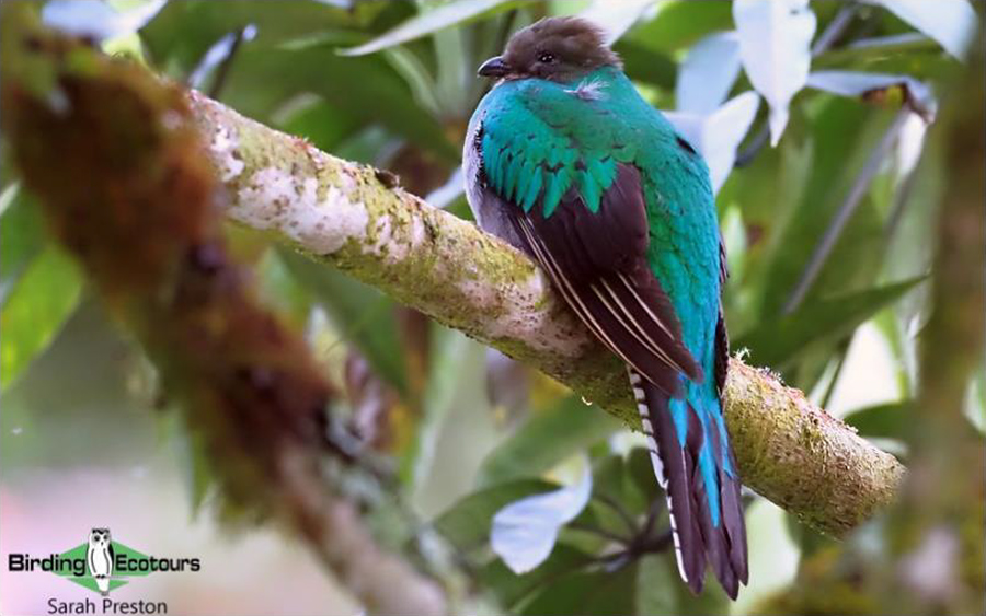 costa rica birding day tours