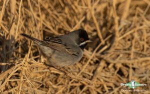 Israel birding tours