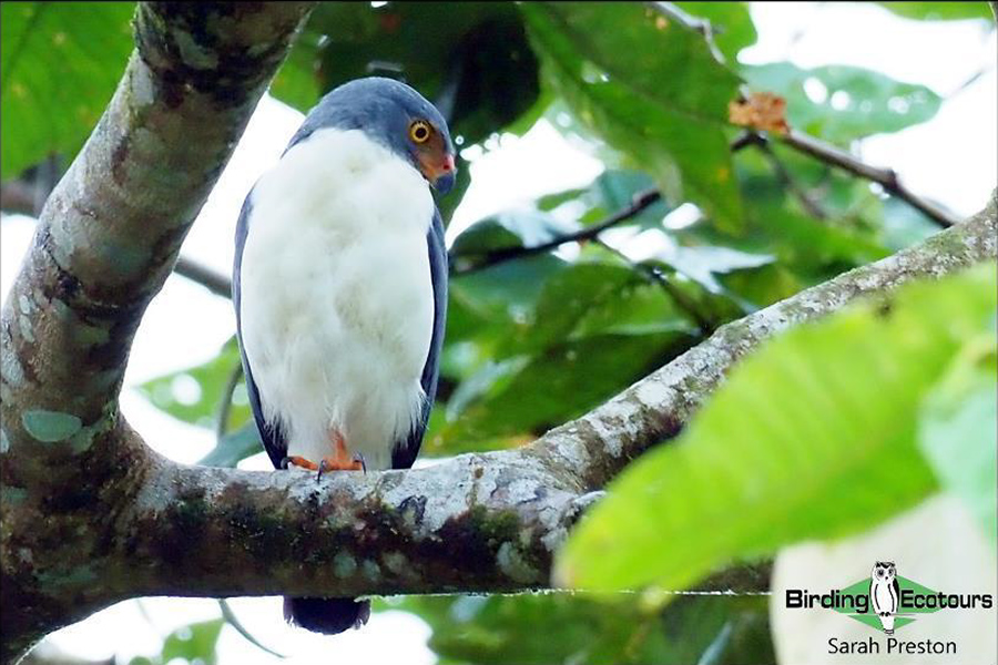 birding tours costa rica