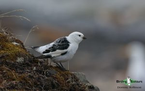 Finland birding tours