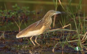 Portugal birding tours