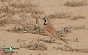 Israel birding tours