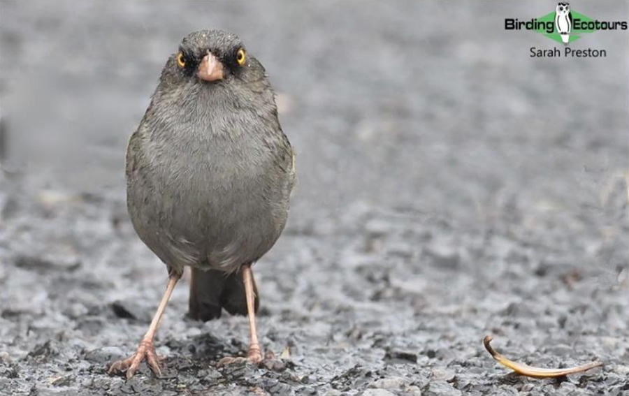 birding tours costa rica