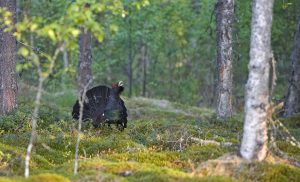 Sweden birding tours