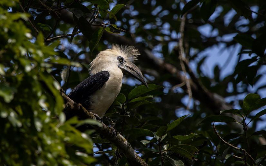 Southern Thailand Trip Report