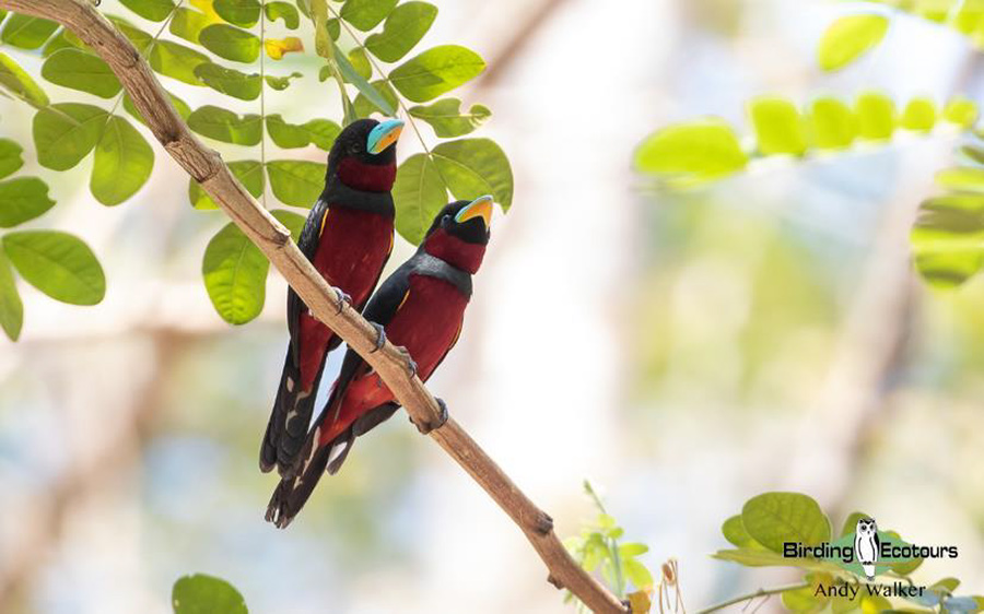 Vietnam birding report