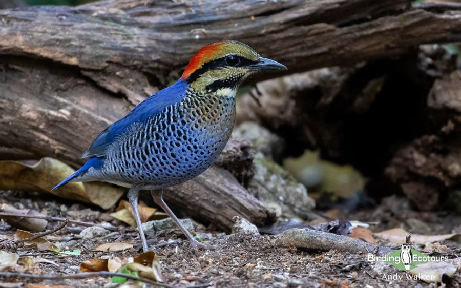 Vietnam birding report
