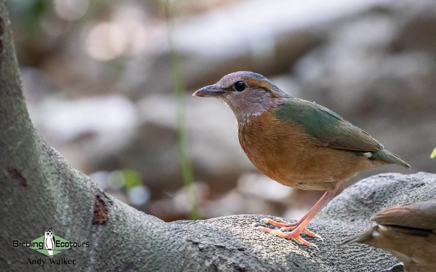Vietnam birding report