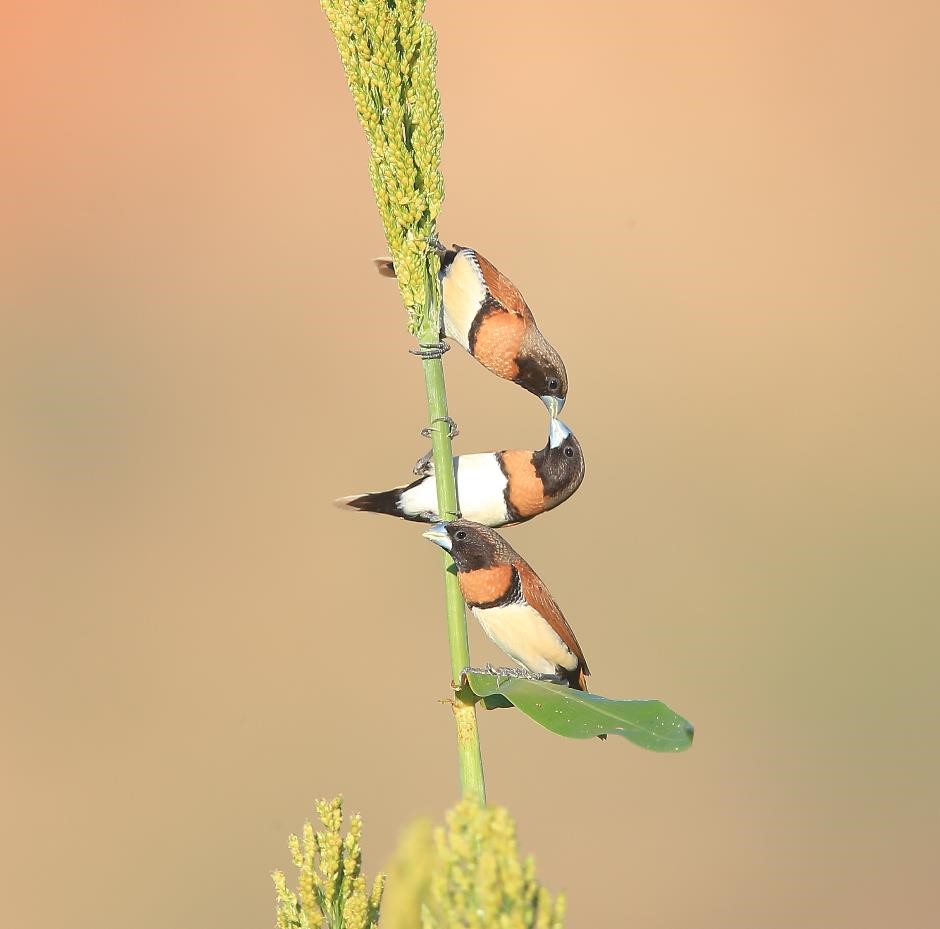 Finches of Australia