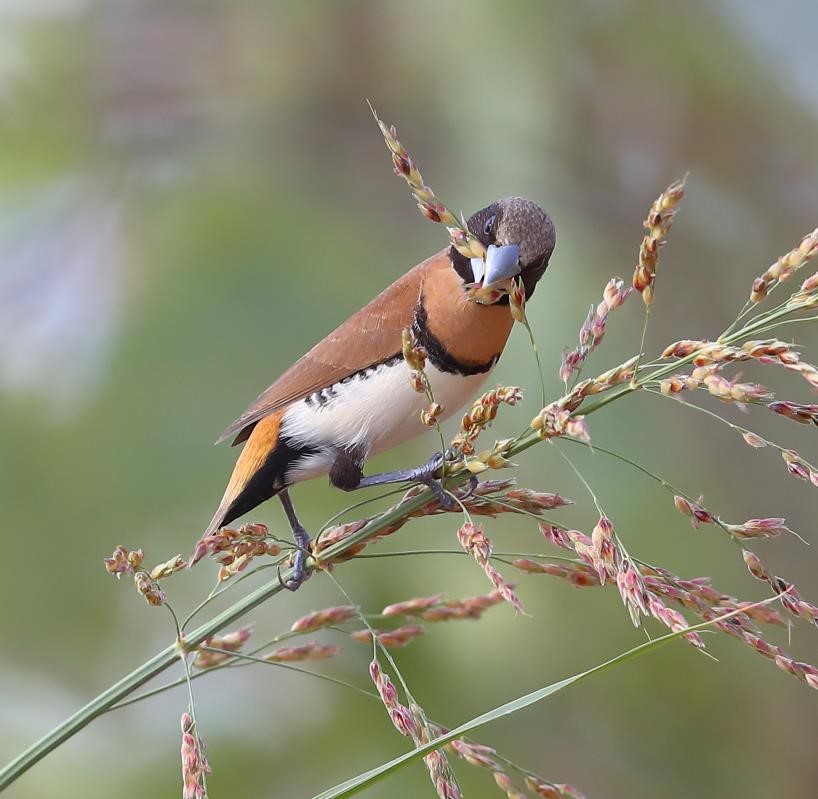 Finches of Australia