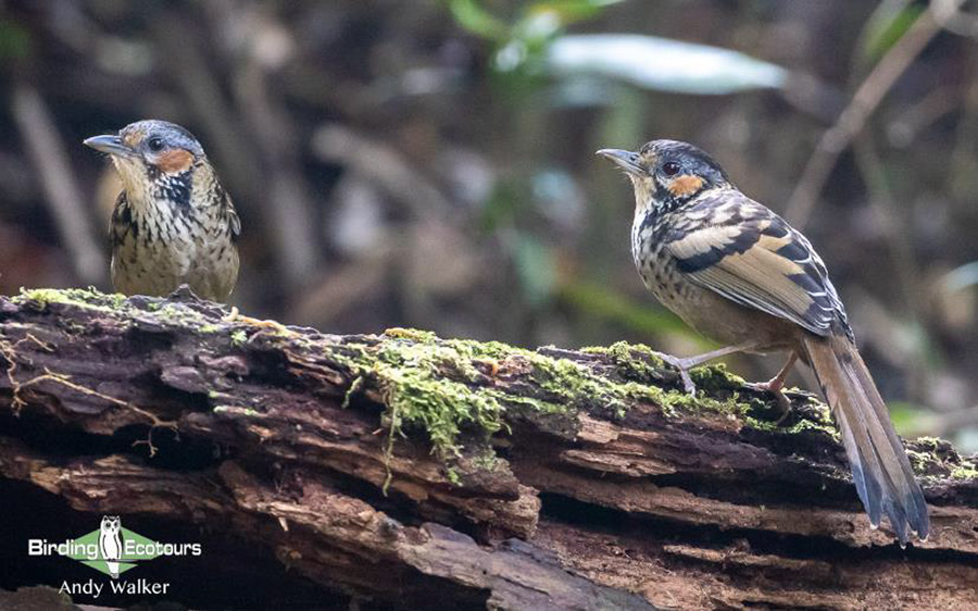 Vietnam birding report