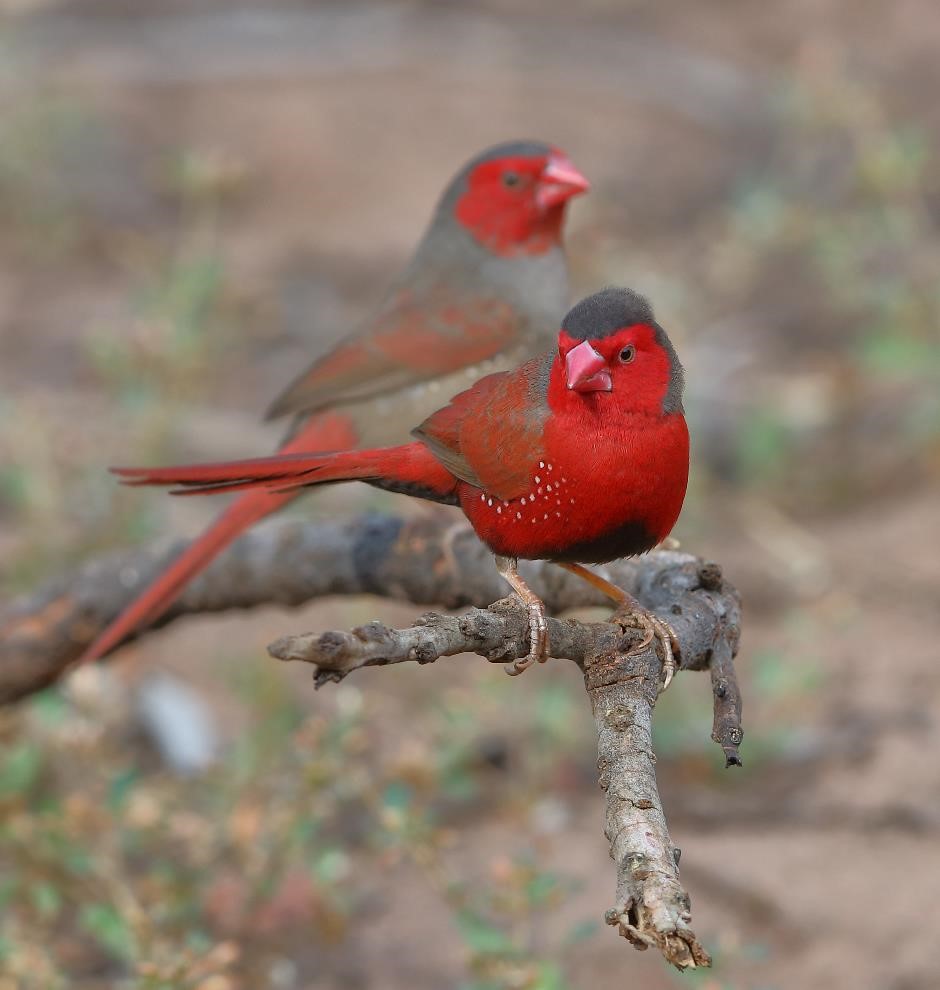 Finches of Australia