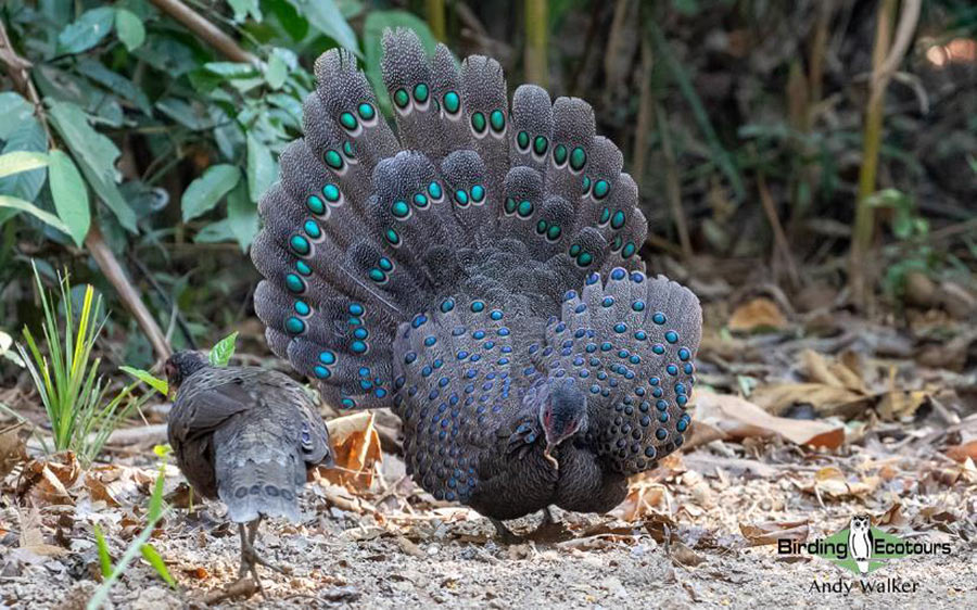 Vietnam birding report