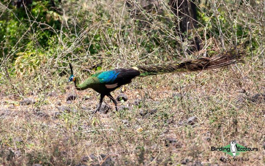 Vietnam birding report