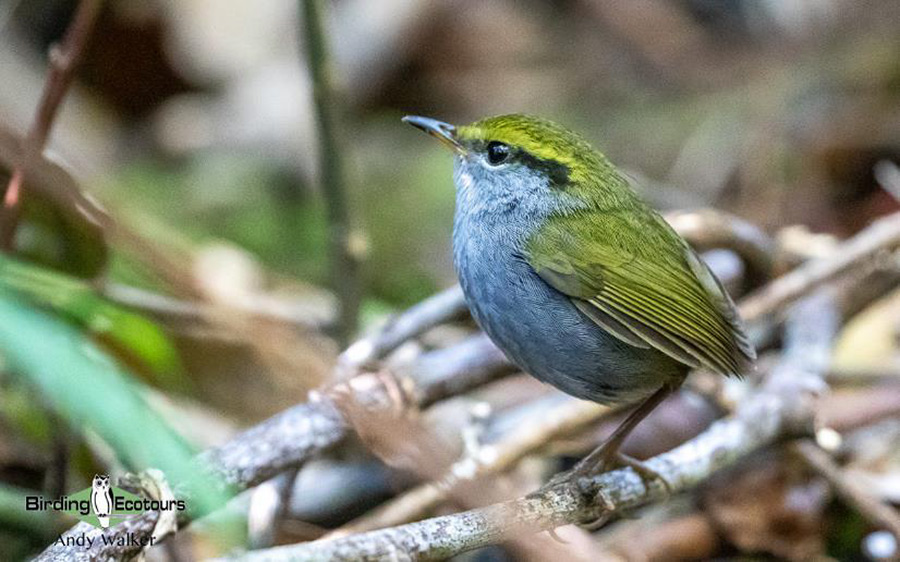 Vietnam birding report