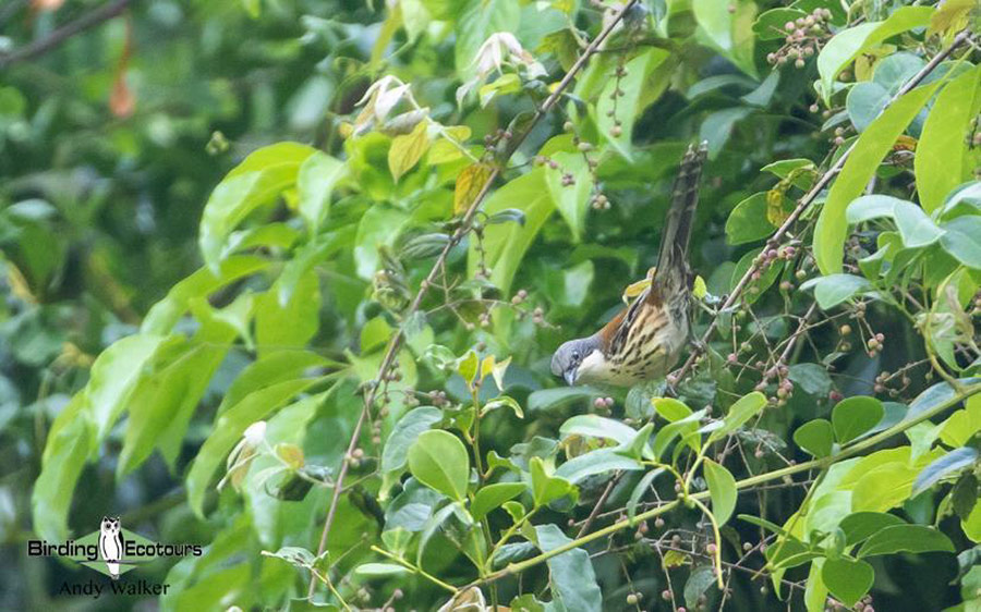 Vietnam birding report