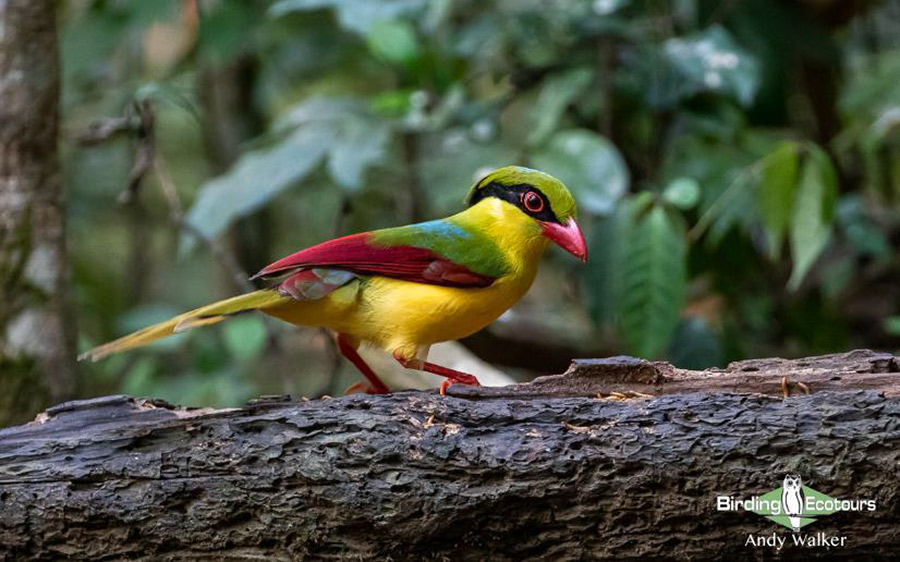 Vietnam birding report