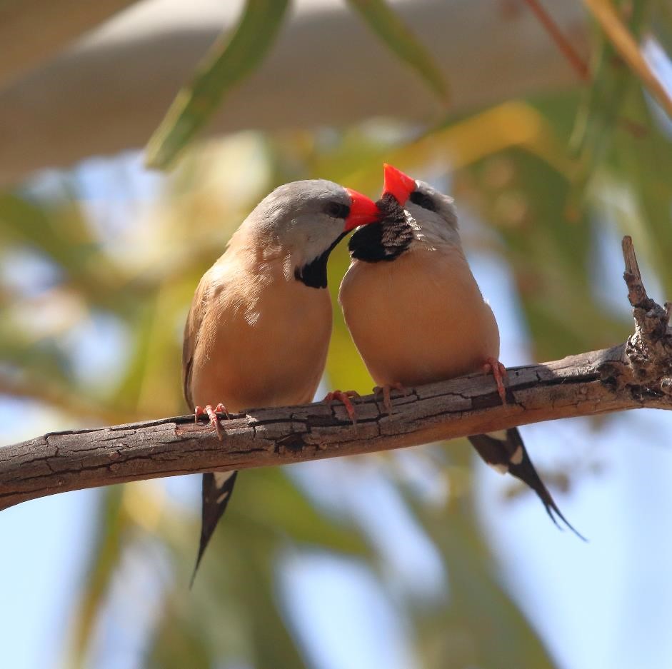 Finches of Australia