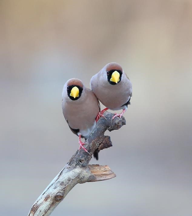 Finches of Australia