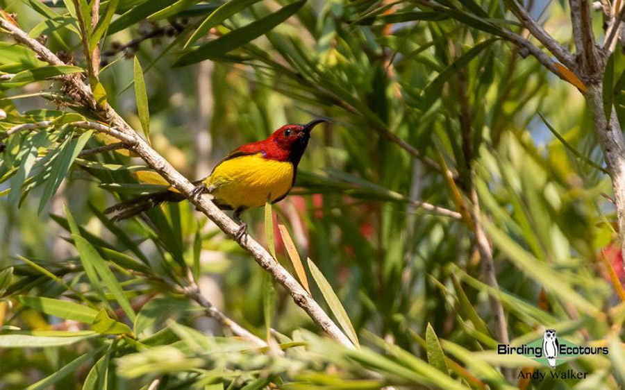Vietnam birding report