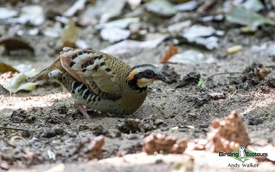 Vietnam birding report