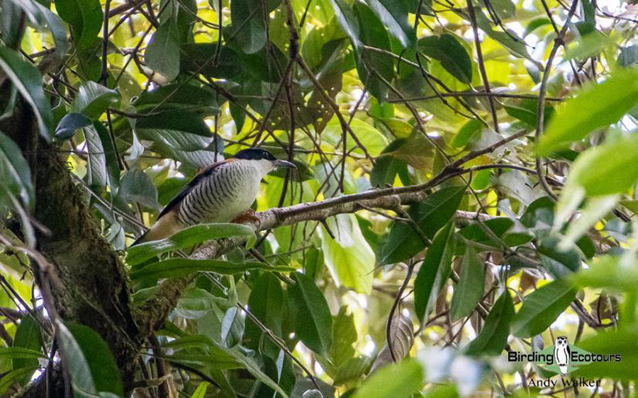 Vietnam birding report