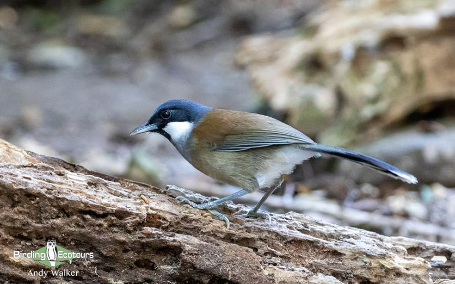 Vietnam birding report