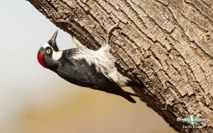 Southern California birding tour